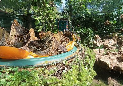 gallery-image-desktop/BEFLY GARDEN/0
