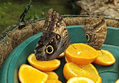 gallery-image-desktop/BEFLY GARDEN/0