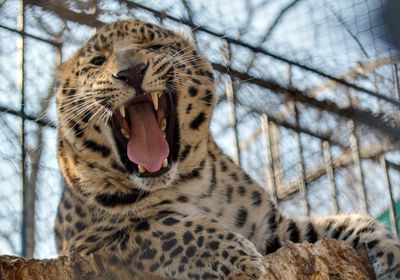 gallery-image-desktop/Grădina Zoologică din Chișinău/1
