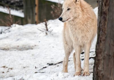gallery-image-phone/Grădina Zoologică din Chișinău/6