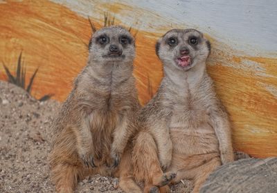 gallery-image-desktop/Grădina Zoologică din Chișinău/0