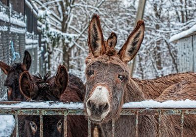 gallery-image-desktop/Grădina Zoologică din Chișinău/2