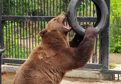 gallery-image-phone/Grădina Zoologică din Chișinău/5