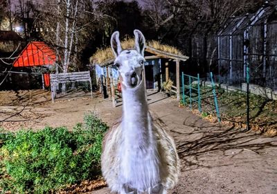 gallery-image-phone/Grădina Zoologică din Chișinău/7