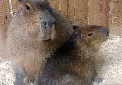 gallery-image-phone/Grădina Zoologică din Chișinău/9
