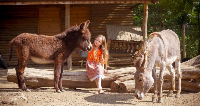 gallery-image-desktop/Hipism la Zoo (Călărit)/2