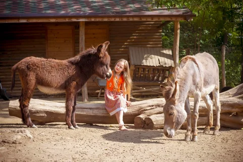 gallery-image-phone/Hipism la Zoo (Călărit)/2