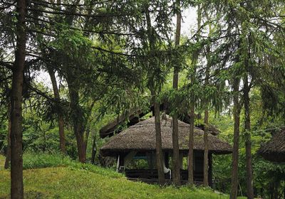 gallery-image-phone/Foișor - Tree House Relax Park/8
